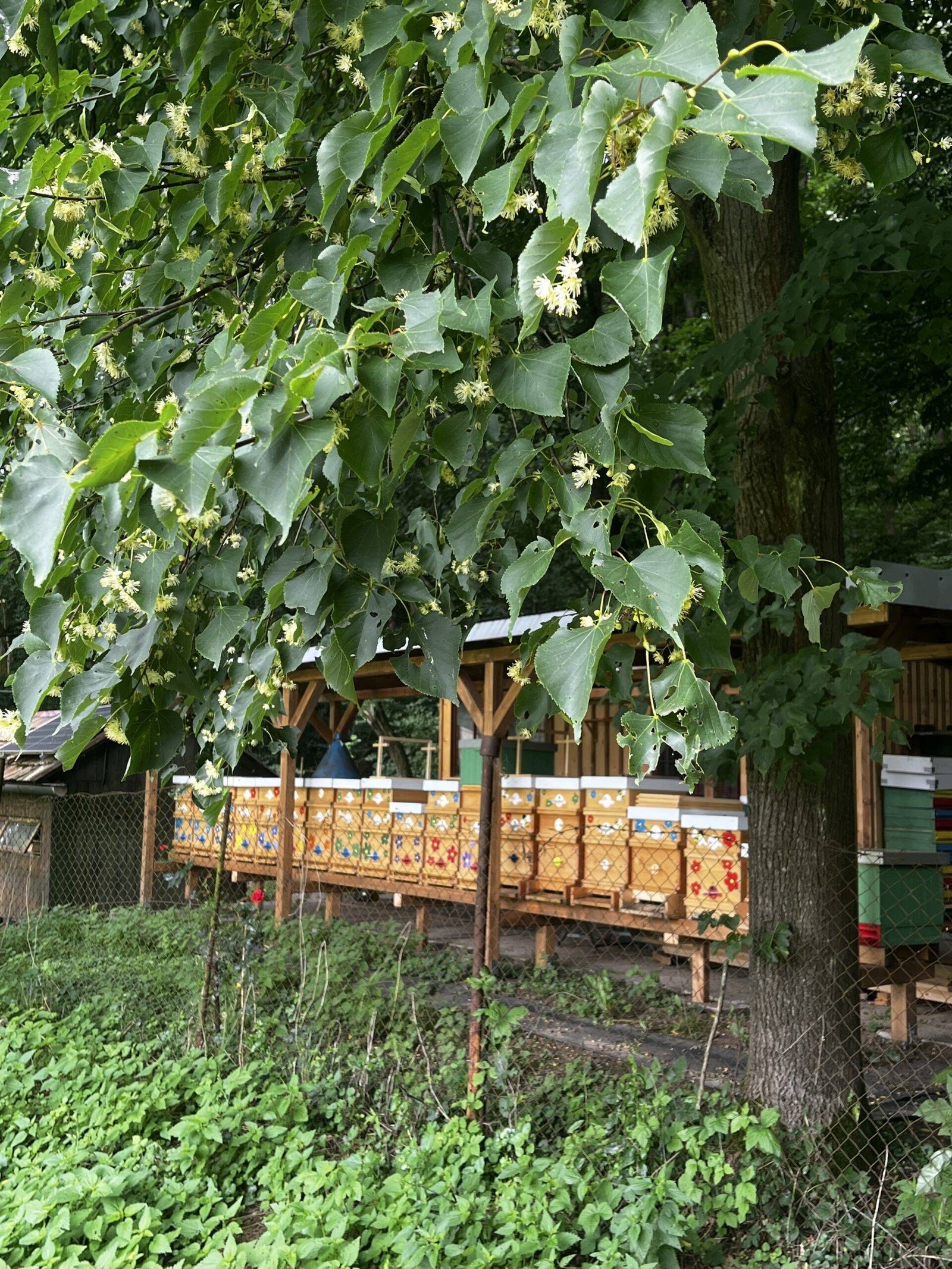 Rozrastame sa Rozrastame sa